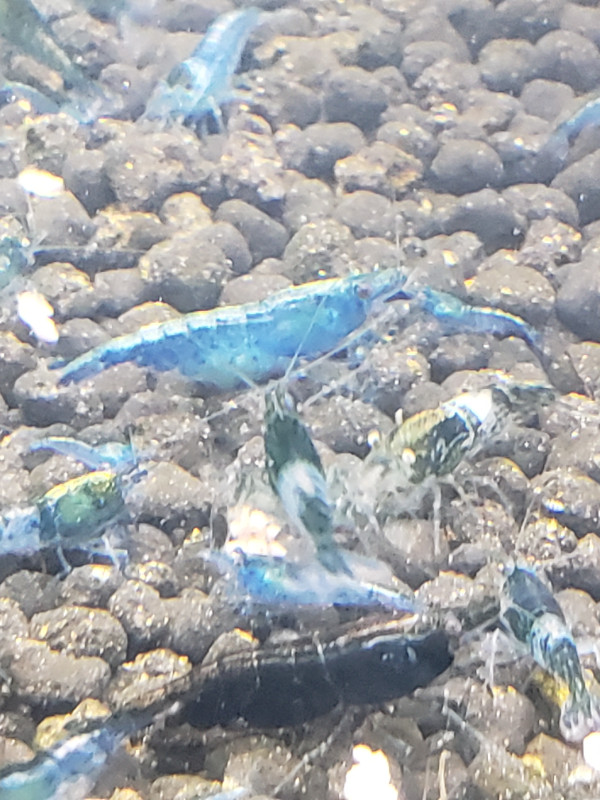 Blue shrimp in Fish for Rehoming in St. Catharines