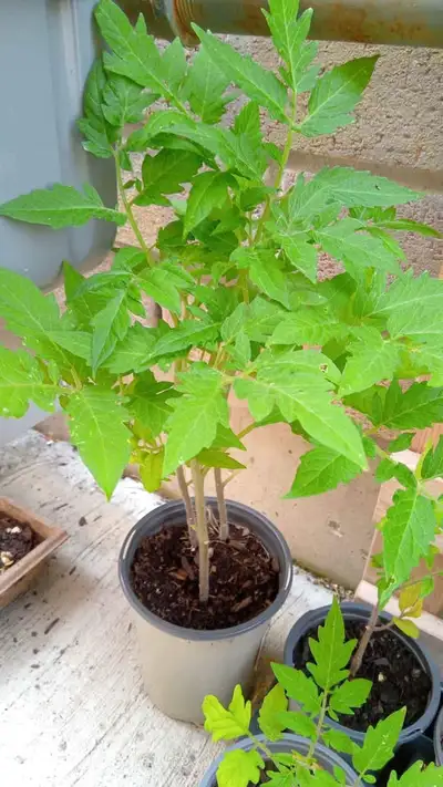 Healthy Tomato Plants - Ready to Plant!, View more