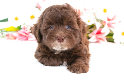 ❤️ Precious Havanese Puppies Available ❤️ Financing Options ❤️