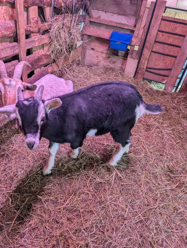 Goat (castrated) in Livestock in Truro - Image 3
