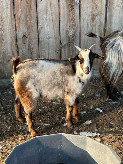 Pygmy Fainter Buck Goats, View more