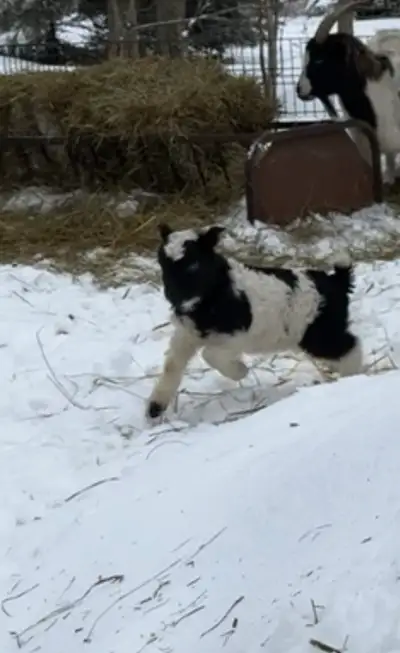 Pygmy/ Nigerian dwarf bucklings, View more