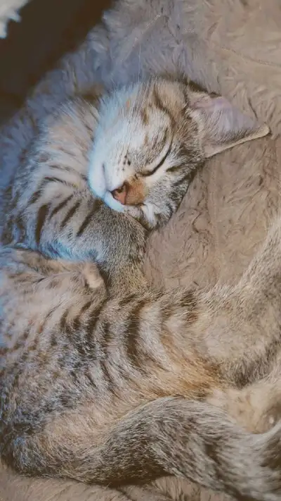 Very calm personality and very cute .