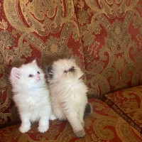 Persian Himalayan kittens