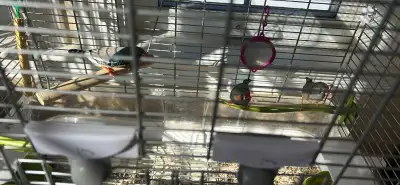 3 zebra finches, cage included, View more
