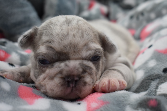 French bulldog puppies  in Dogs & Puppies for Rehoming in Nanaimo - Image 2