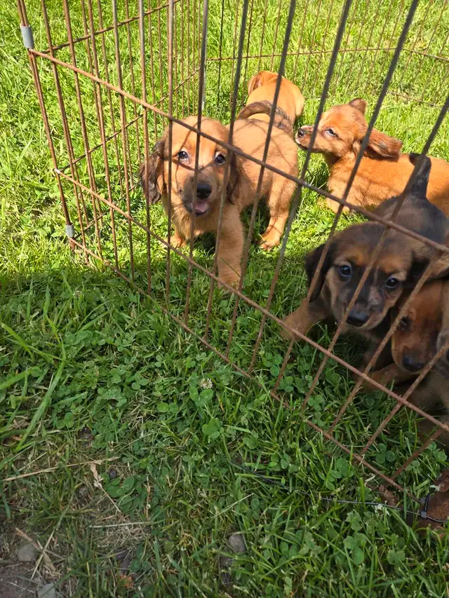 Miniature Daschund Miniature Australian Shepherd Puppies for Sal in Dogs & Puppies for Rehoming in Woodstock - Image 8