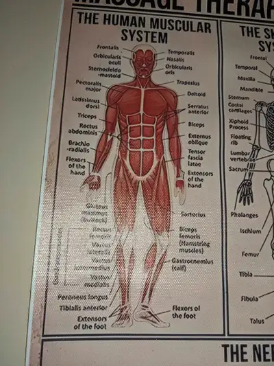 Hi all. I am a female RMT, licenced and insured. I offer massage therapy services using different mo...