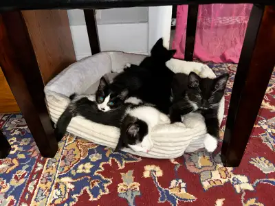  Very friendly nice kitten$ 70 each , View more