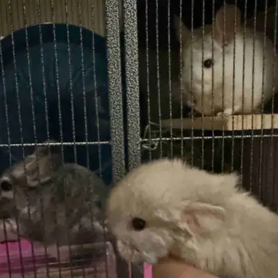 Chinchillas!, View more
