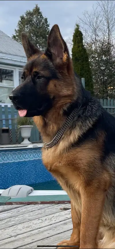 German Shepherd puppies, View more