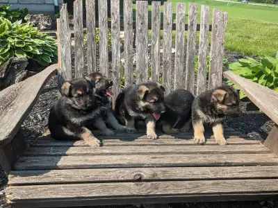 We have a litter of 5 Czech CKC Registered Working Line German Shepherd Puppies looking for their Fo...