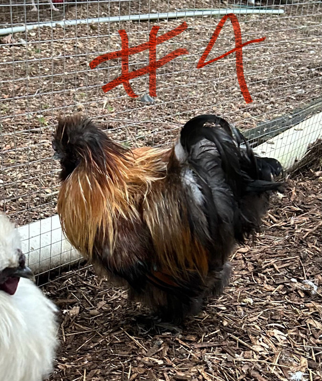 Silkie roosters in Livestock in Delta/Surrey/Langley - Image 3