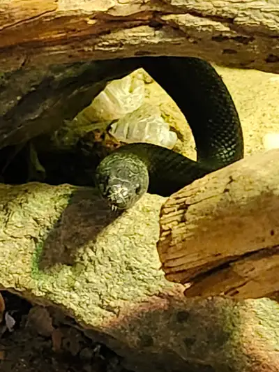 MBK-  Mexican Black kingsnake 3 ans mâle, View more
