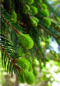 pine tree plant in pot  height: 150 cm