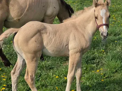 Registered AQHA palimino filly, View more