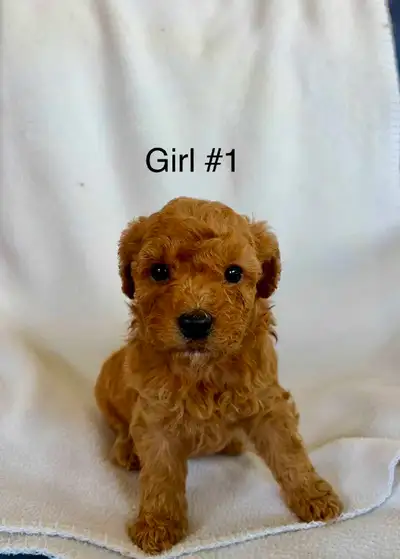 Miniature /Toy Poodle Puppies - just two left!, View more