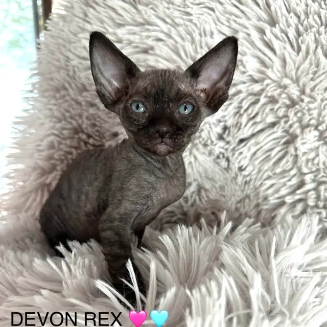 SPHYNX-DEVON REX in Cats & Kittens for Rehoming in Lac-Saint-Jean - Image 3