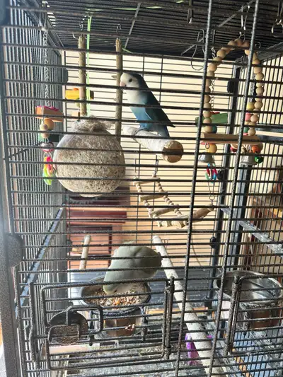 PAIR OF LOVE BIRDS WITH ONE WHITE BABY, View more