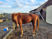 Registered half Arabian gelding for sale