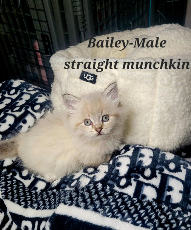  **Adorable Kittens Seeking Loving Homes!**  in Cats & Kittens for Rehoming in Chilliwack - Image 4