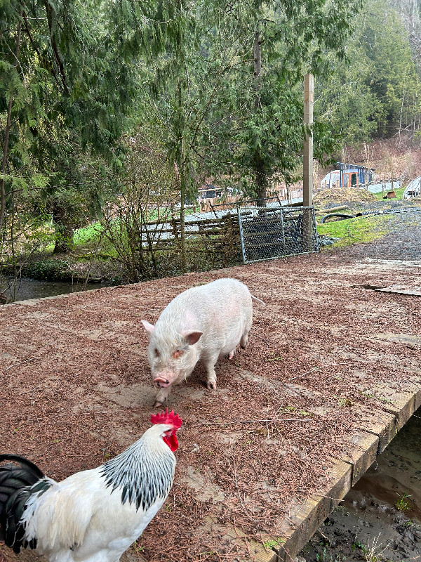 2 Pot-Bellied pigs in Livestock in Chilliwack - Image 2