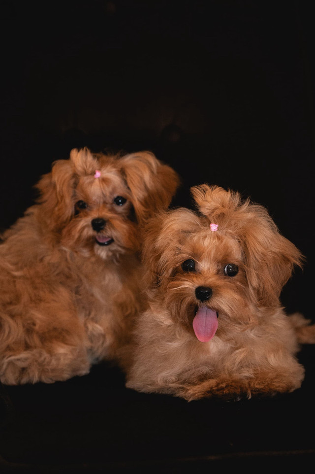Maltipoo Puppies TeddyBear Maltipoo tiny size in Dogs & Puppies for Rehoming in Winnipeg - Image 3