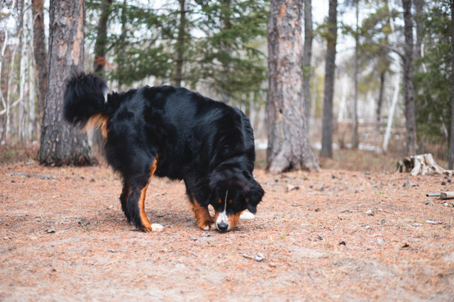 Bernese Mountain Dog Puppies in Dogs & Puppies for Rehoming in Winnipeg - Image 4