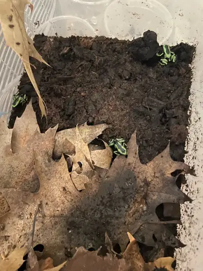 Green and Black Dart Frog *** available if ad is up *** I do update the ads Got a few Dendrobates Au...