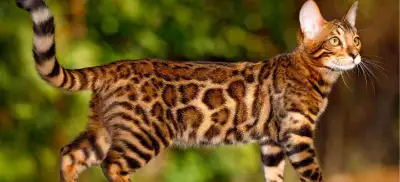 ISO a beautiful kitten to add to my loving home, View more