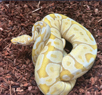 Female Banana Enchi Ball Python- Ready to breed!