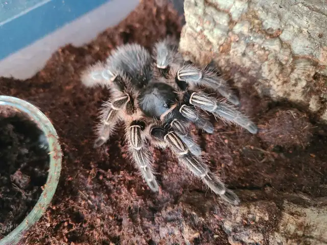 Costa rican zebra tarantula in Reptiles & Amphibians for Rehoming in City of Toronto - Image 3