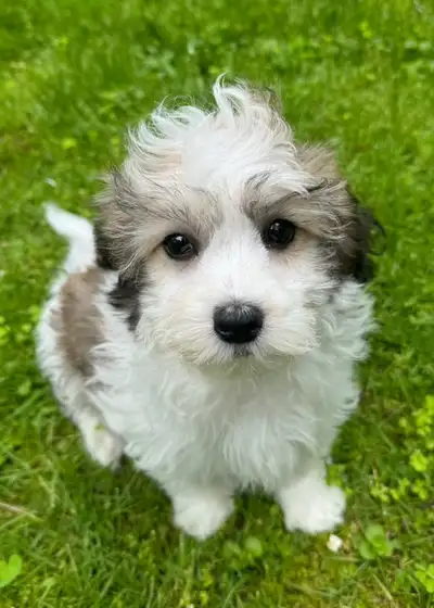 Beautiful Shih-Tzu x Poodle Puppies - 2 Left, View more