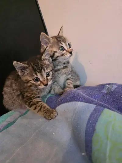 Chatons à vendre Bengal Mix !!, View more