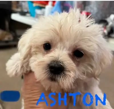 MALTESE/MORKIE PUPPIES READY TO GO!!!, View more