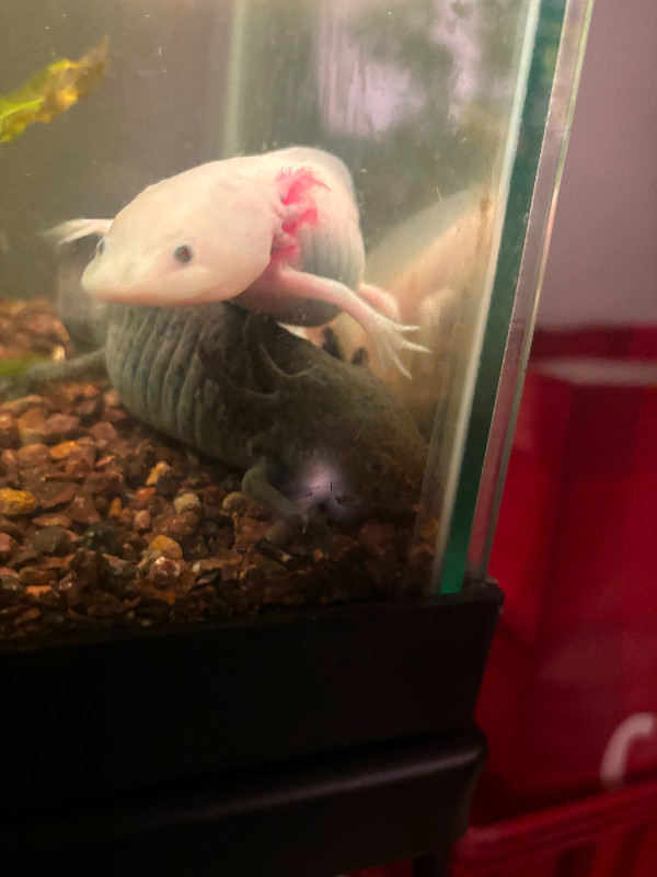 Axolotls and tank in Reptiles & Amphibians for Rehoming in Peterborough - Image 2
