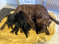Chocolate lab/ Siberian husky mix puppies
