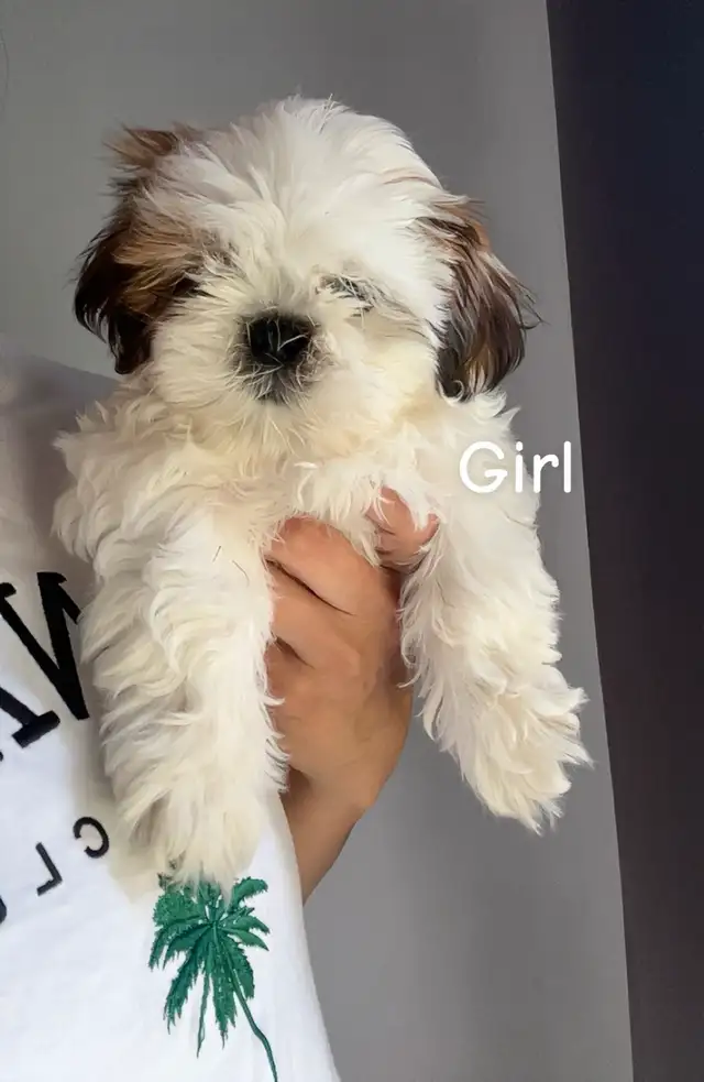 Ready 2 Go!! ❤️sweetheart shih tzus ❤️ in Dogs & Puppies for Rehoming in Winnipeg - Image 3