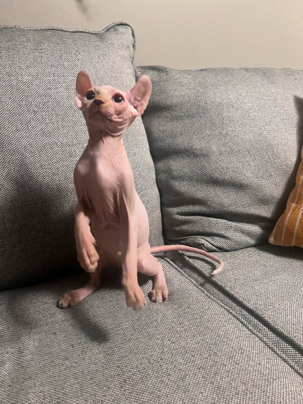 Boutique Sphinx Hairless Cat Cubs for Sale in Cats & Kittens for Rehoming in Hamilton - Image 3