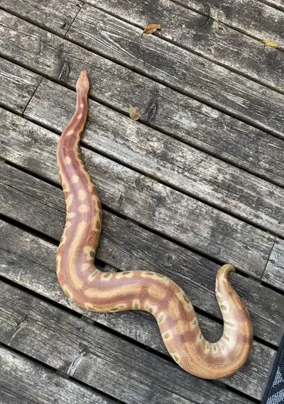 Proven Breeder Female T+ Blood Python - for trade, View more