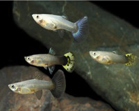 Guppies for rehoming