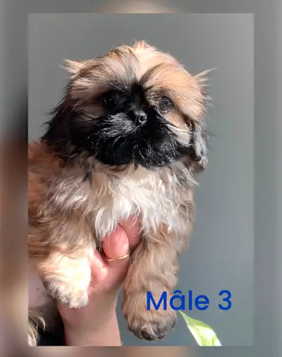 Belle portée de 3 mâles et 1 femelle( adopté ) Shih tzu standard prêt à rejoindre leur nouvelle fami...