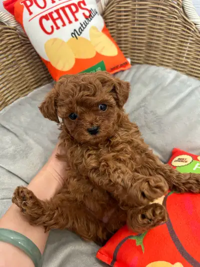 Red Toy Poodle looking for the new homes. They has taken first vaccinations and deworming. 1 female...