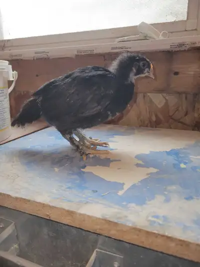 Black copper maran roosters chicks, View more