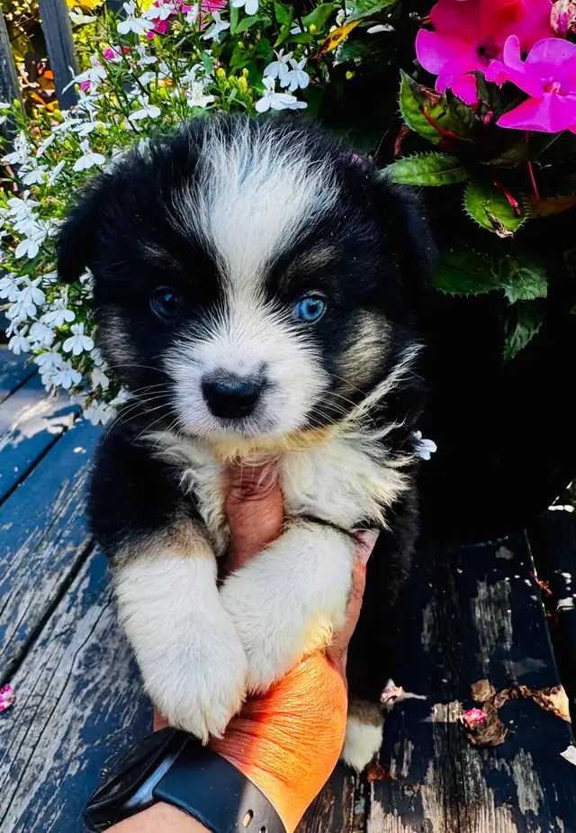 Berger australien toy ,miniature et standard in Dogs & Puppies for Rehoming in Trois-Rivières - Image 3