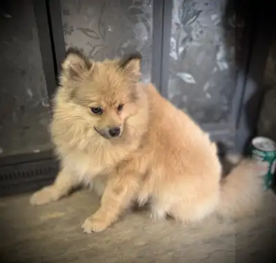 Purebred Pomeranian puppies calm 8 months - delivery available, View more
