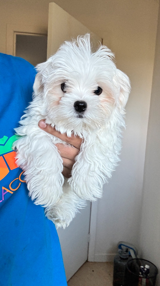 Vrai Bichon maltais , Maltese pure race , male desponible dans Chiens et chiots à adopter  à Laval/Rive Nord - Image 3