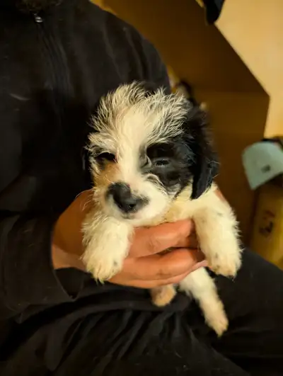 adorable mailtpoo puppies for sale, View more