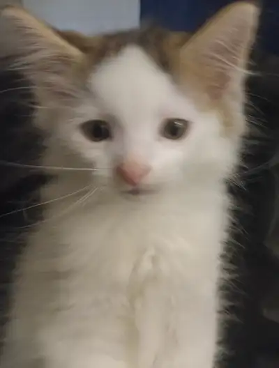 Rare and unique. One of a kind. So adorable and very affectionate. Can Deliver. 2 litters available....