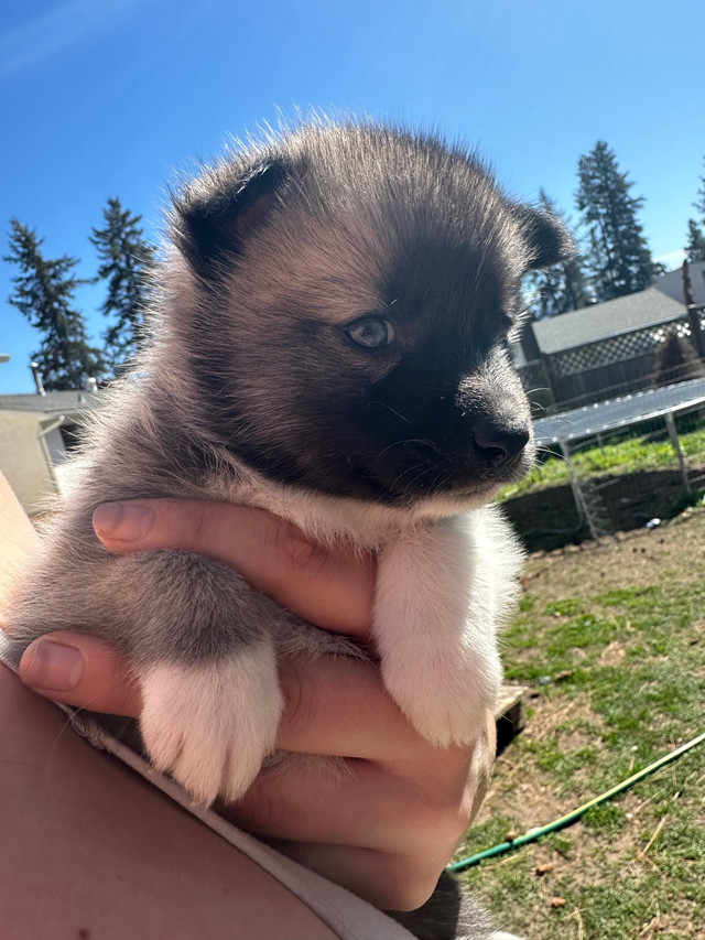 F2 Mini Pomsky Puppies  in Dogs & Puppies for Rehoming in Kelowna - Image 2